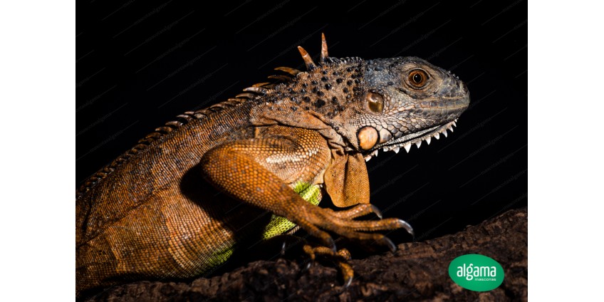 La iguana